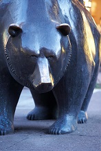 Bear frontal